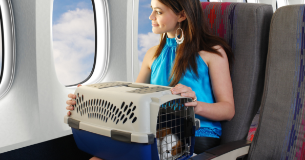 Viajar Con Mascotas