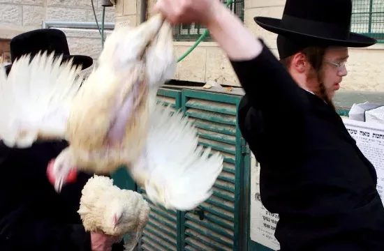 sacrificio de animales por los ritos halal y kosher