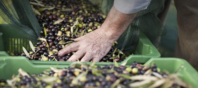 Producción de Aceite de Oliva