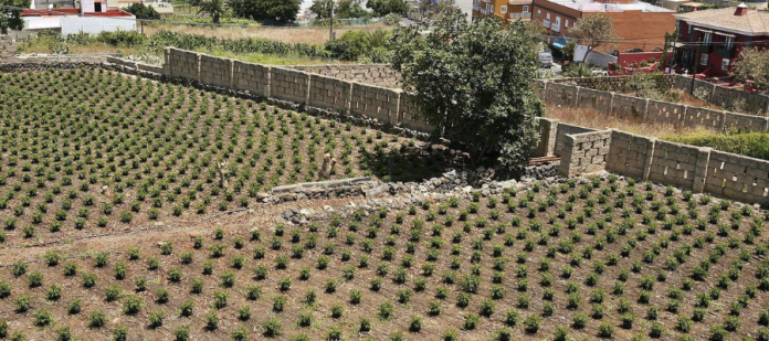 Agricultura Tenerife