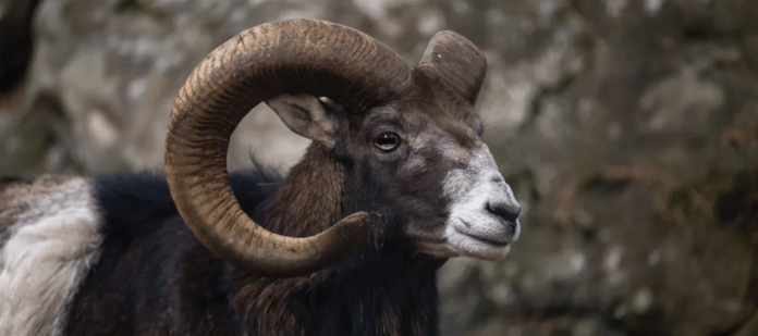 Un estadounidense crea ovejas híbridas gigantes y es sentenciado