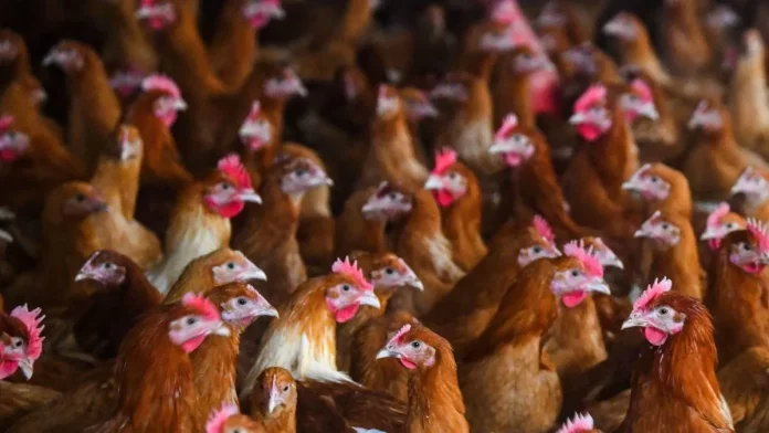 gripe-aviar gripe-aviar